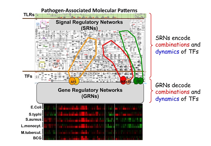Das Bild zeigt eine schematische Darstellung des molekularen Netzwerks, welches das angeborene Immunsystem und die entzündliche Immunantwort einer Zelle gegenüber Pathogenen steuert. Das Forschungslabor von Alexander Hoffmann beschäftigt sich schwerpunktmäßig mit den farblich markierten drei prominenten Transkriptionsfaktoren AP1, NF B und IRF.