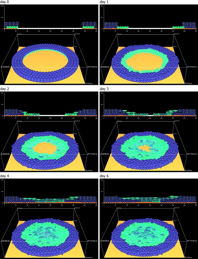 Das Bild zeigt die Wundheilung in silico: Anhand der experimentell erhobenen Daten kann der Wundheilungsprozess in silico modelliert werden. Das Computermodell trägt entscheidend zur dynamischen Analyse des Reepithelialisierungsmechanismus bei.