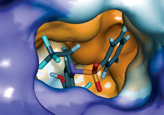 Darstellung des inversern Agonisten T1317 in der ROR-gamma Liganden-Bindungsdomäne (PDB:4NB6) Darstellung der Protein-Oberflächen nach Hydrophobizität.