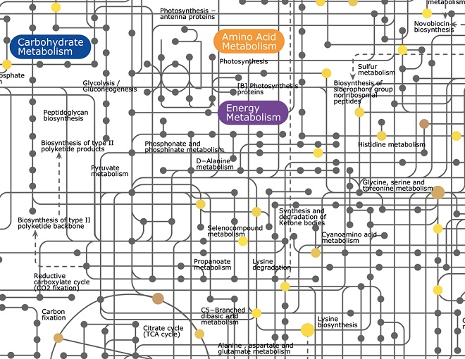 Visualisierung eines metabolischen Netzwerks